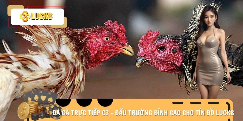 Đá gà trực tiếp C3